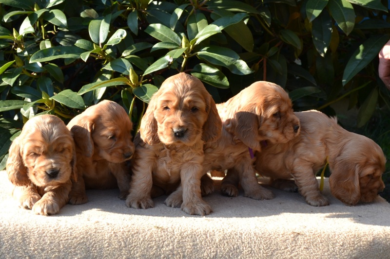 20-Icon, Ina, Idol, Ira, Iris.JPG